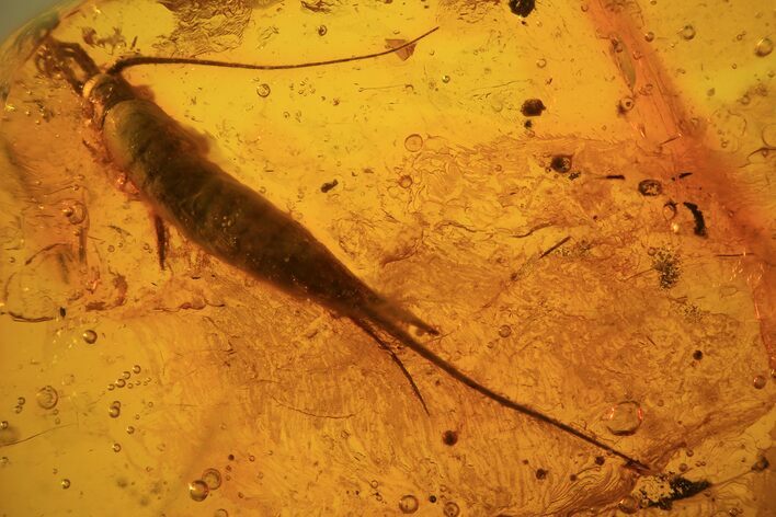 Phenomenal Fossil Bristletail (Archaeognatha) In Baltic Amber #81775